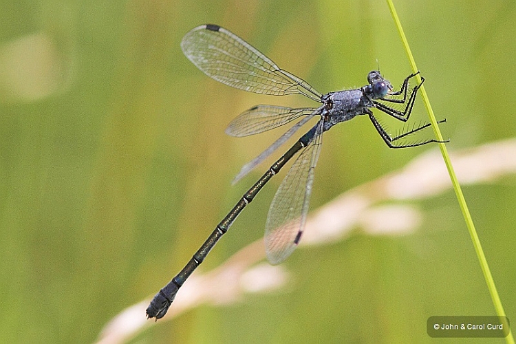 IMG_1273 Lestes macrostigma female.JPG